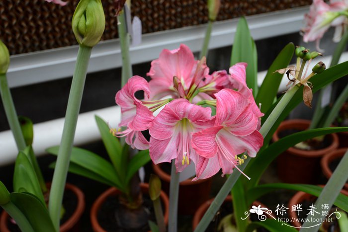 朱顶红Hippeastrum rutilum