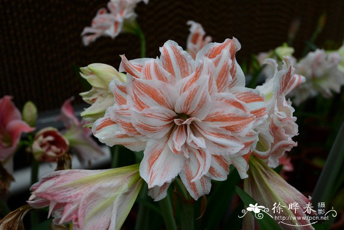 朱顶红Hippeastrum rutilum