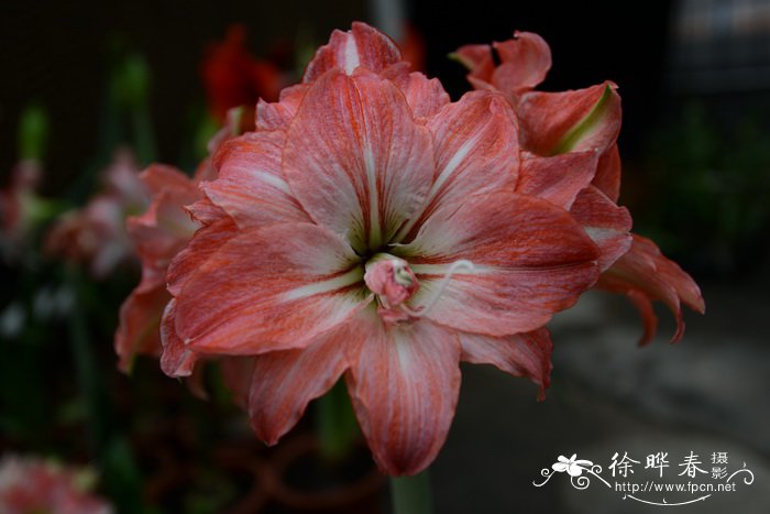 朱顶红Hippeastrum rutilum