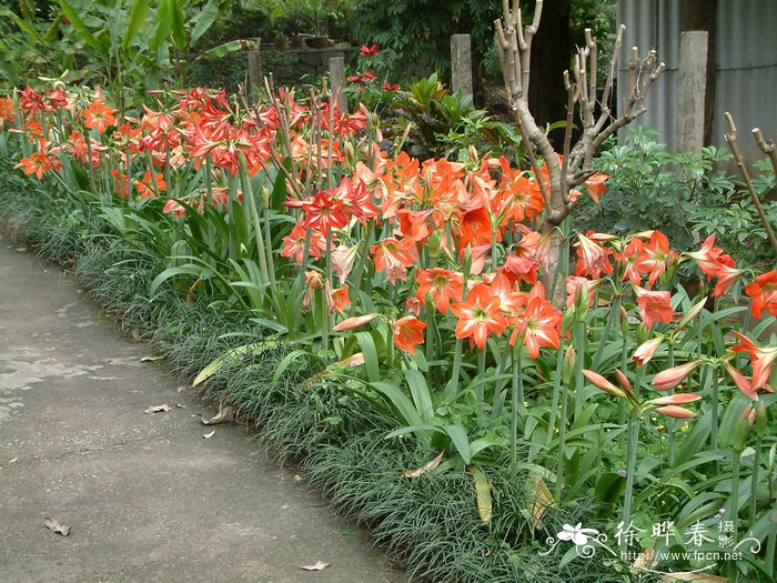 朱顶红Hippeastrum rutilum