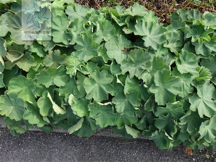 绿化应用中，常用镶边植物都有哪些？